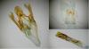 Dioryctria sylvestrella